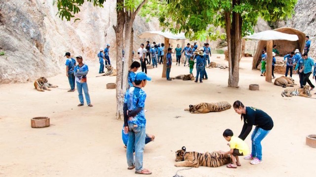 tiger-temple-cubs
